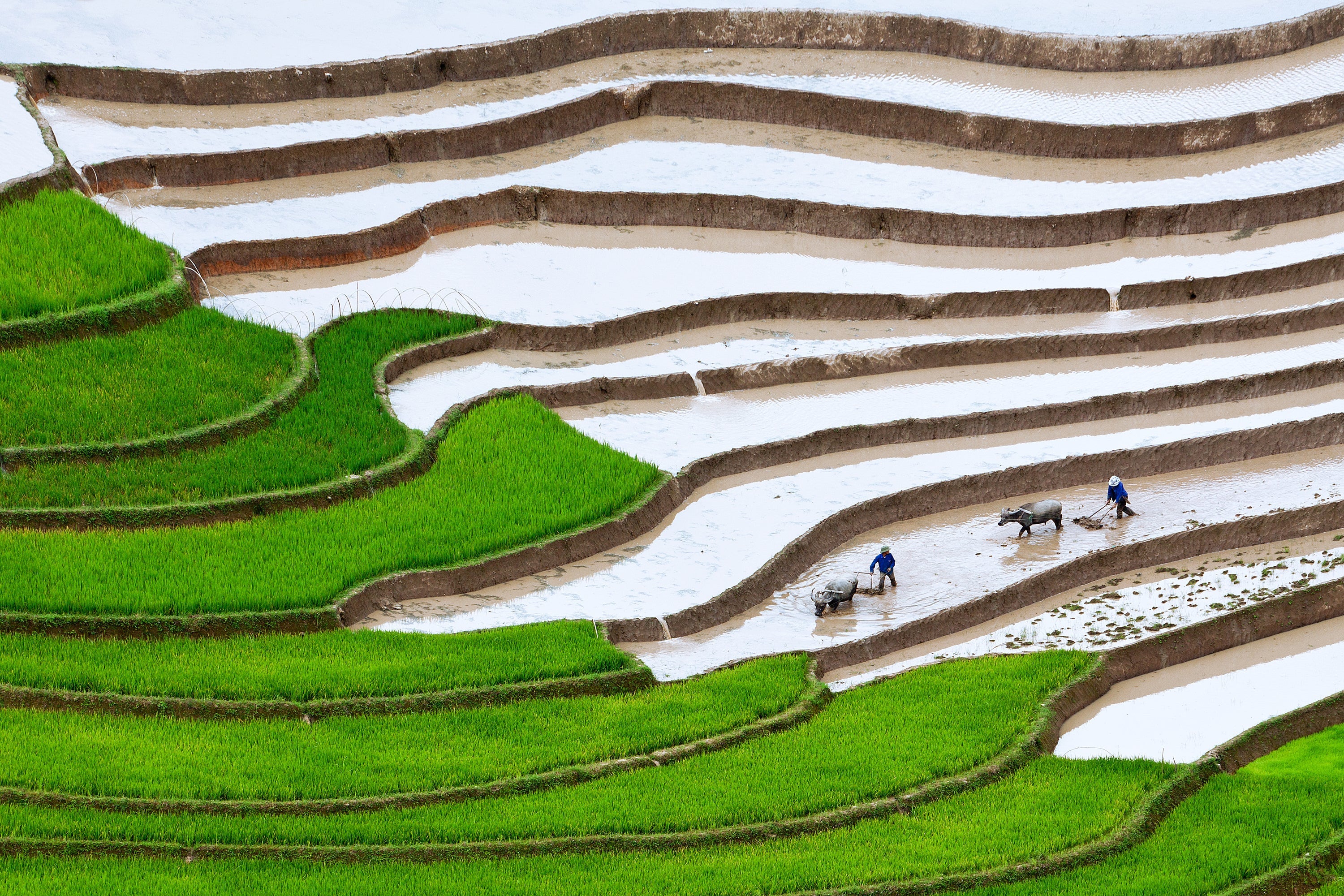 Herkömmlicher Nassreisanbau in Vietnam. Foto Keystone